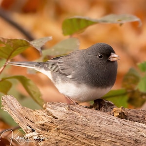 May include: A small, gray and white bird with a black head perches on a weathered piece of wood. The bird has a small beak and is looking to the right. The background is a blurry orange and green.