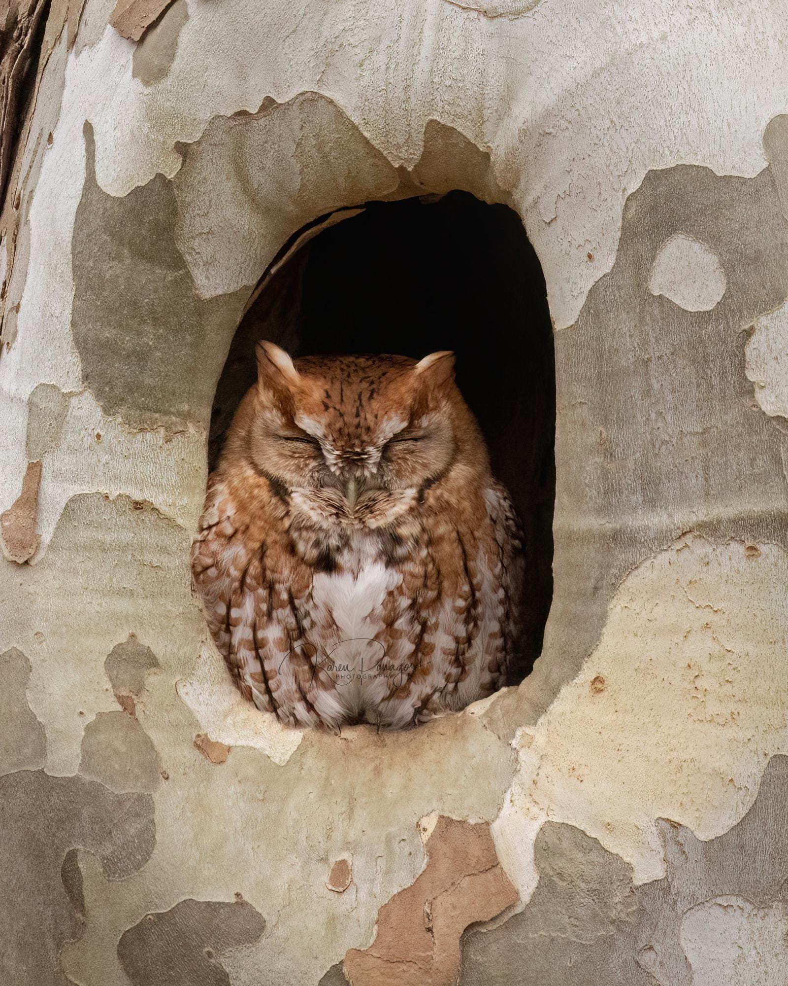 Red Eastern Screech Owl Print, Wildlife Photography, Sycamore Tree Art