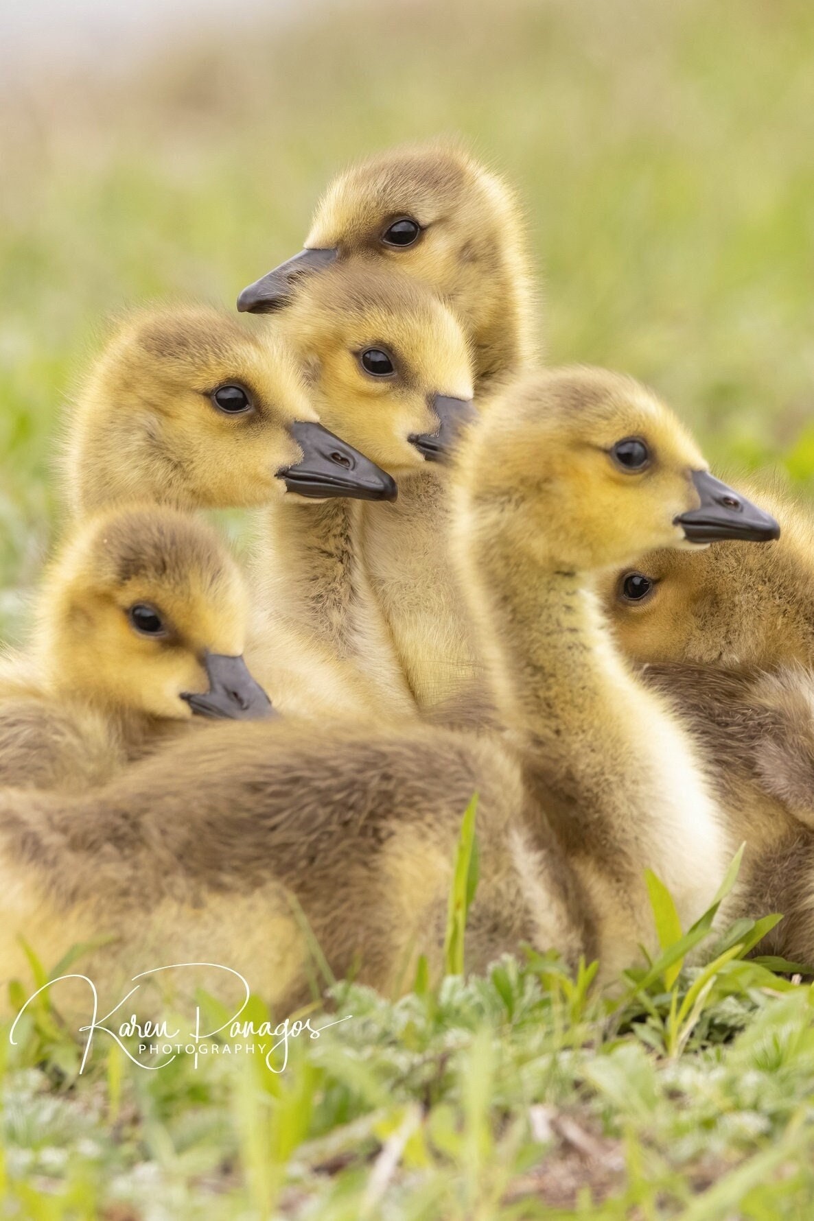 Canada goose 80 off sale calculator top