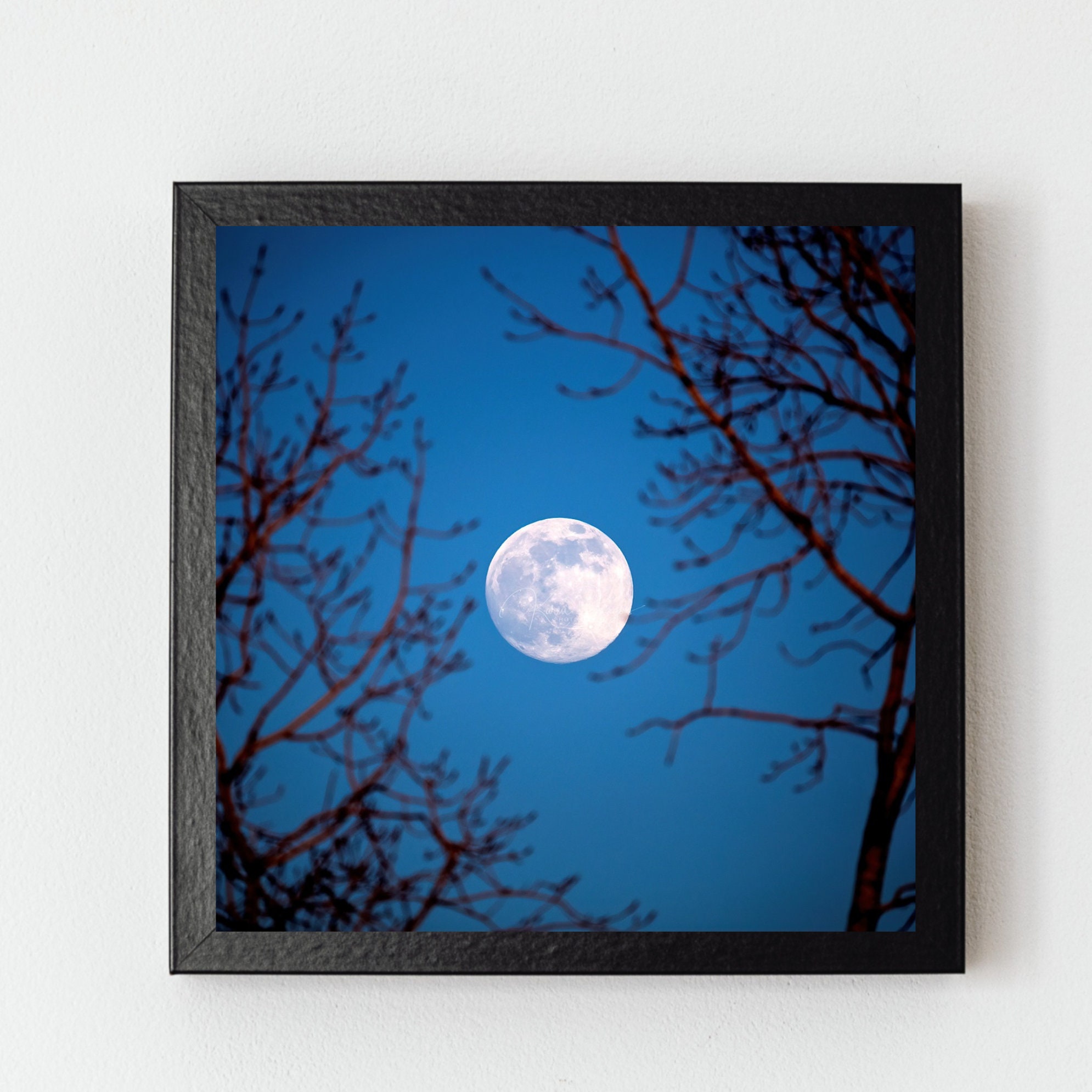 Full Moon Photography Print, Night Forest Sky Wall Art - Etsy