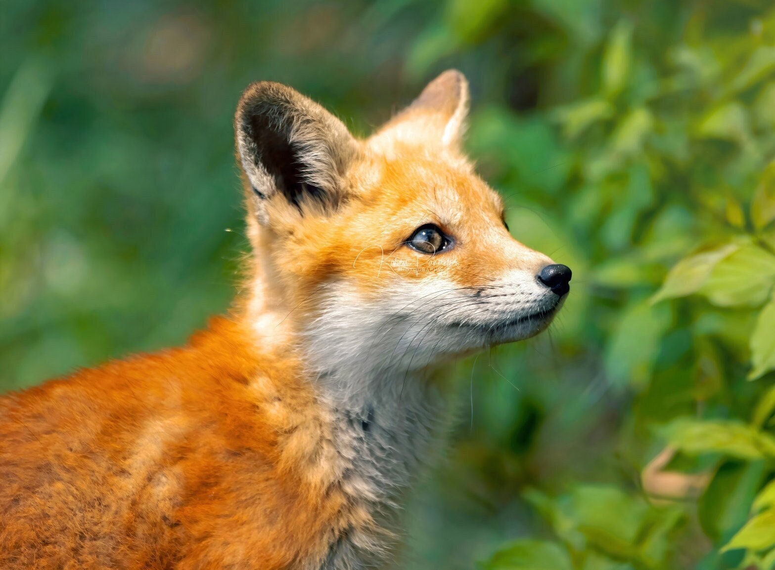 Red Fox Photo | Wildlife Print | Fox Kit | Baby Animal Picture | Nature Decor | Nursery or Office Wall Art | Forest Photography | Vulpes