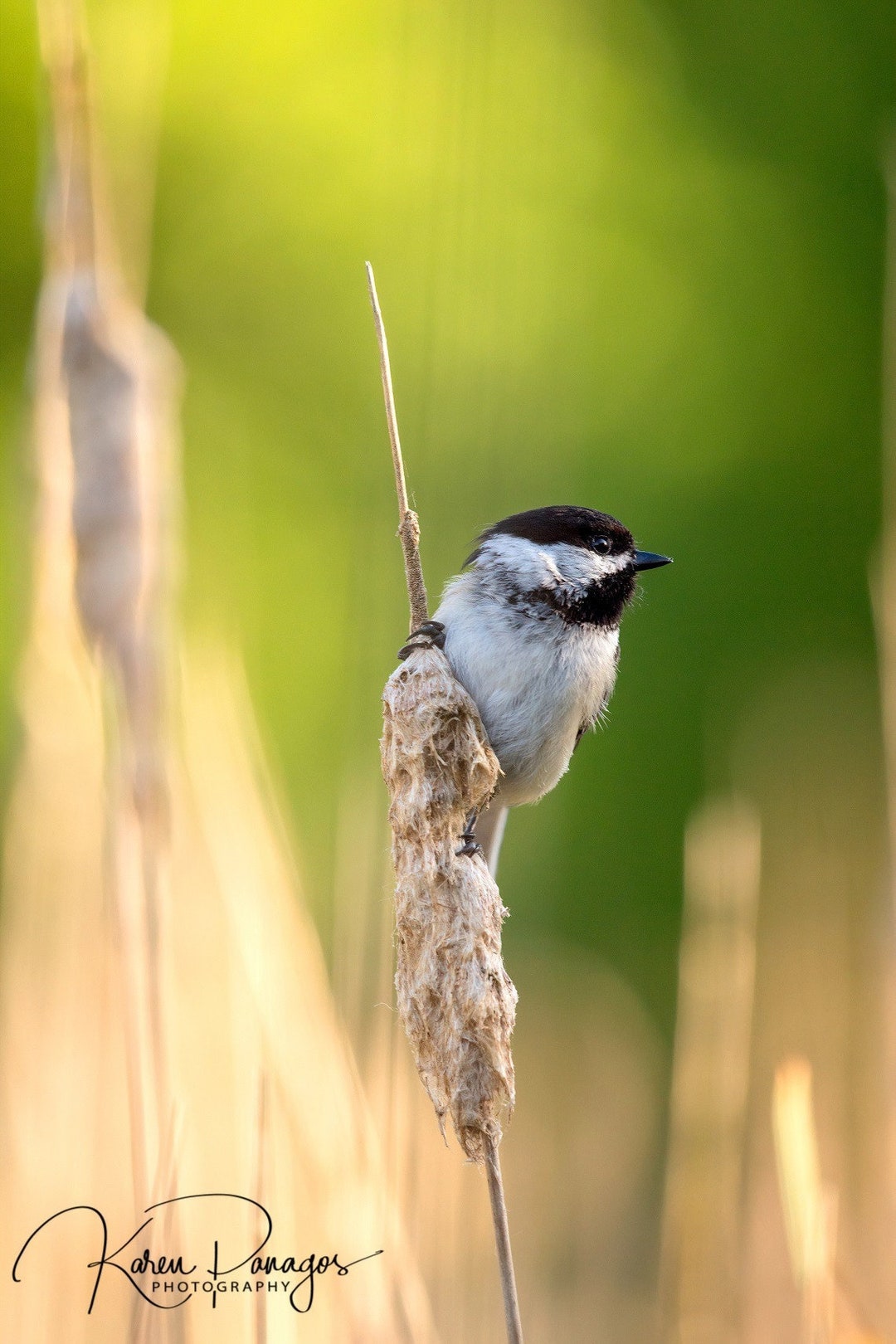 Black-capped Chickadee | Photography Print | Bird Photo | Nature Wall ...