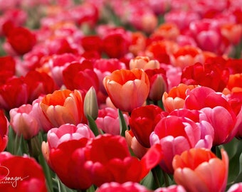 Tulip Photo | Flower Field Print | Holland Michigan | Fine Art Flower Photography | Hot Pink Wall Art | Landscape and Square | Spring Flower