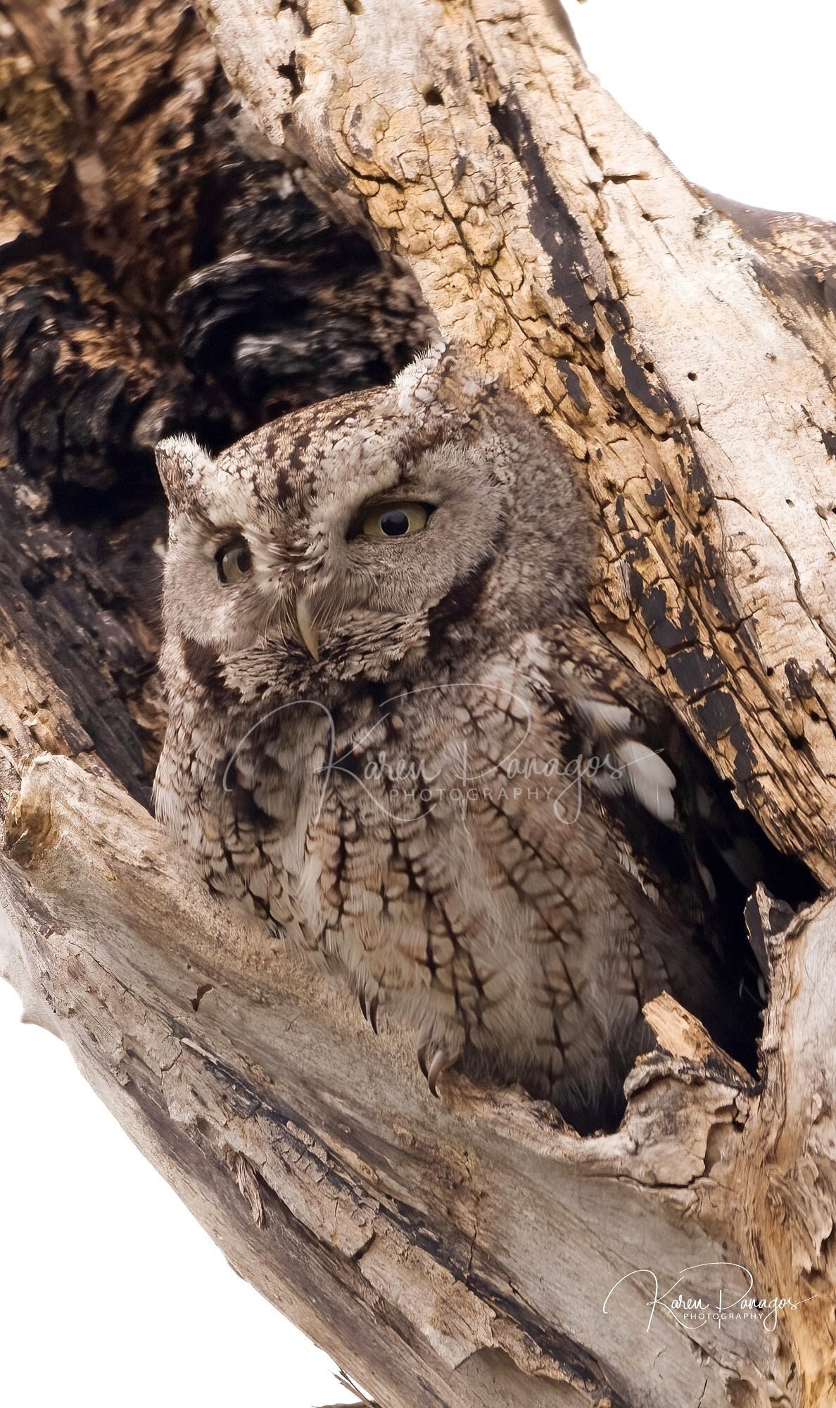 Screech Owl Photo | Black and White or Color Print | Bird Photography Print