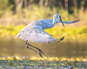 Sandhill Crane Photography Print | Marsh Bird Art, Michigan Wildlife