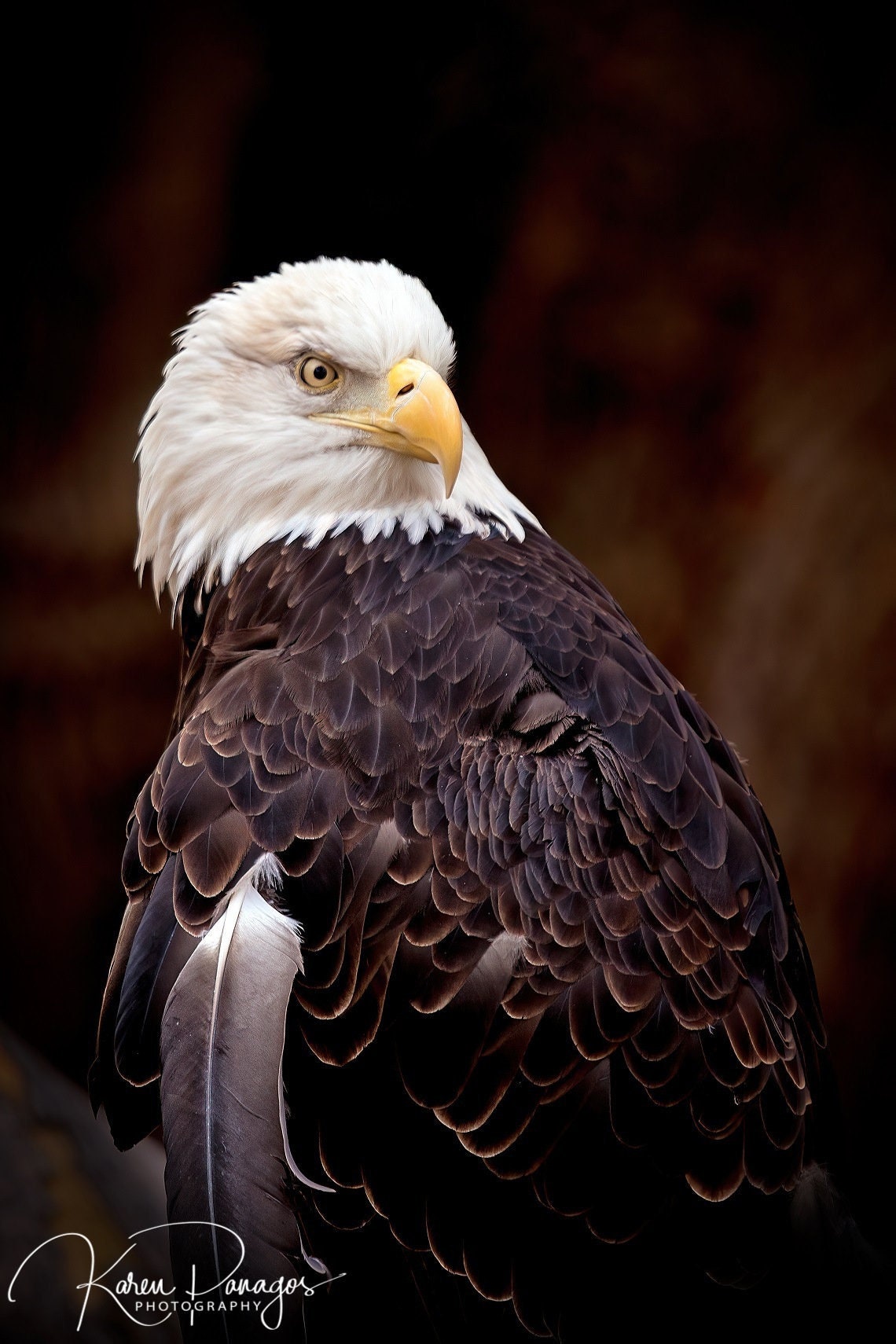 Bald Eagle Print, Bird Photography, Bird of Prey Photo, Wildlife Wall ...