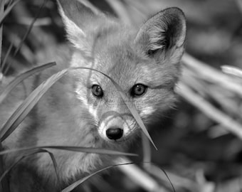 Fox Photography | Black and White Print | Red Fox Photo | Wildlife Photo | Baby Animal Picture | B&W or Color | Nature Wall Art