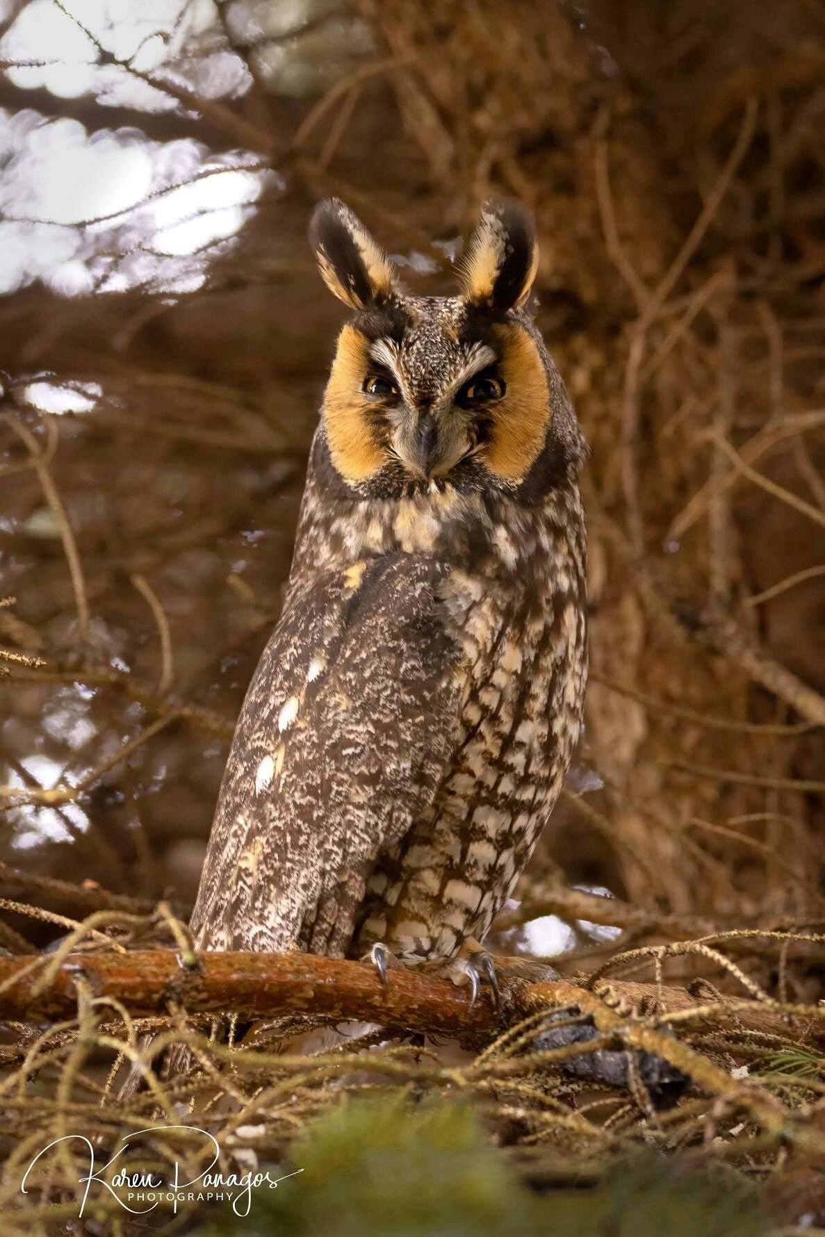 Long-Eared Owl Photography Print | Michigan Wildlife | Original Nature Photography | Bird Photo | Ow