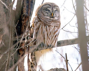 Sleeping Barred Owl Photo | Nature Photography Art Print