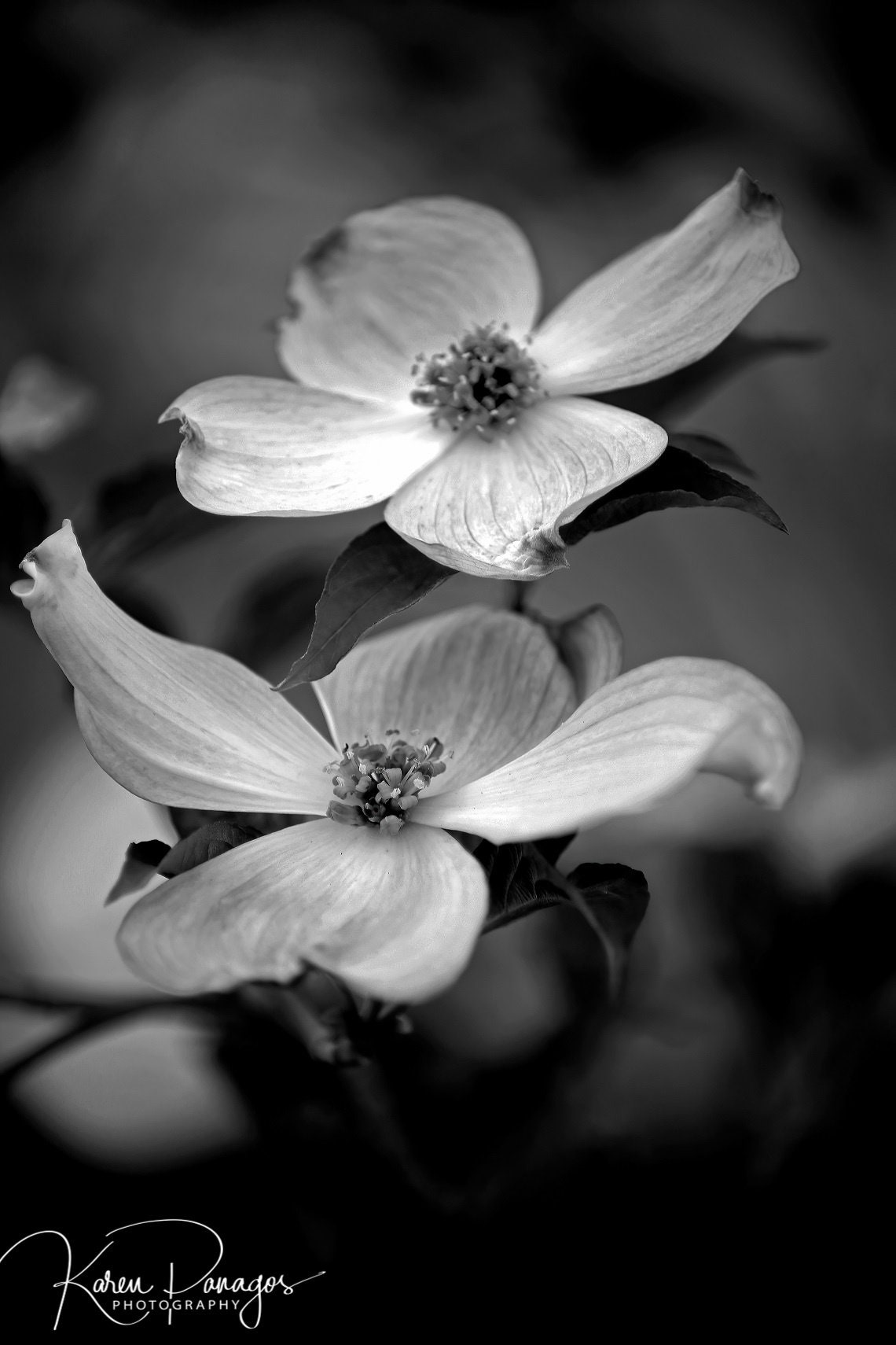 Dogwood Flower Black and White Photo Print, Dark Moody Floral Photography  for Gallery Wall, Blossoming Michigan, BW Artwork - Etsy, image size:1140x1710