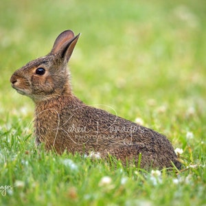 May include: A brown rabbit sits in a field of green grass with white clover blossoms. The rabbit is looking to the right of the frame.