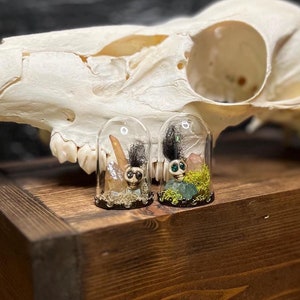 Puede incluir: Dos pequeños domos de vidrio con figuras de cráneos en blanco y negro en su interior. Los domos están llenos de musgo, pequeñas piedras y plumas. Los domos están colocados sobre una caja de madera delante de un cráneo de ciervo.