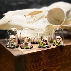 Puede incluir: Cuatro terrarios de cúpula de vidrio con cráneos en miniatura, musgo y cristales en su interior. Los terrarios están dispuestos sobre una caja de madera.