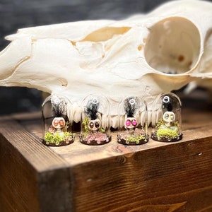 Puede incluir: Cuatro adornos en miniatura de vidrio en forma de cúpula con cabello negro, ojos coloridos y bases de musgo verde. Las cúpulas están dispuestas en una caja de madera frente a un cráneo de animal blanco.