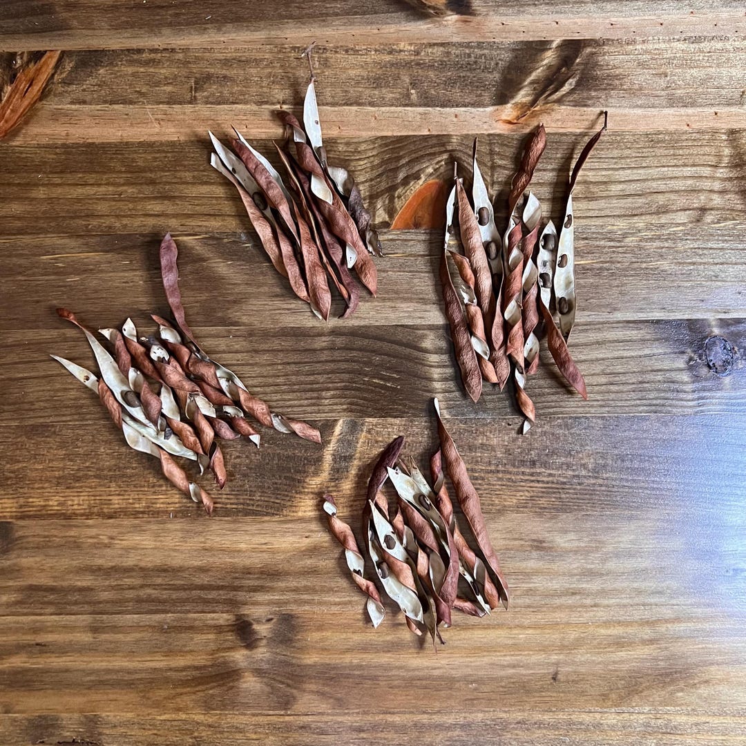 Dried Natural Wisteria Pods Floral Arrangement Wreath Making Etsy dried-natural-wisteria-pods-floral-arrangement-wreath-making-etsy