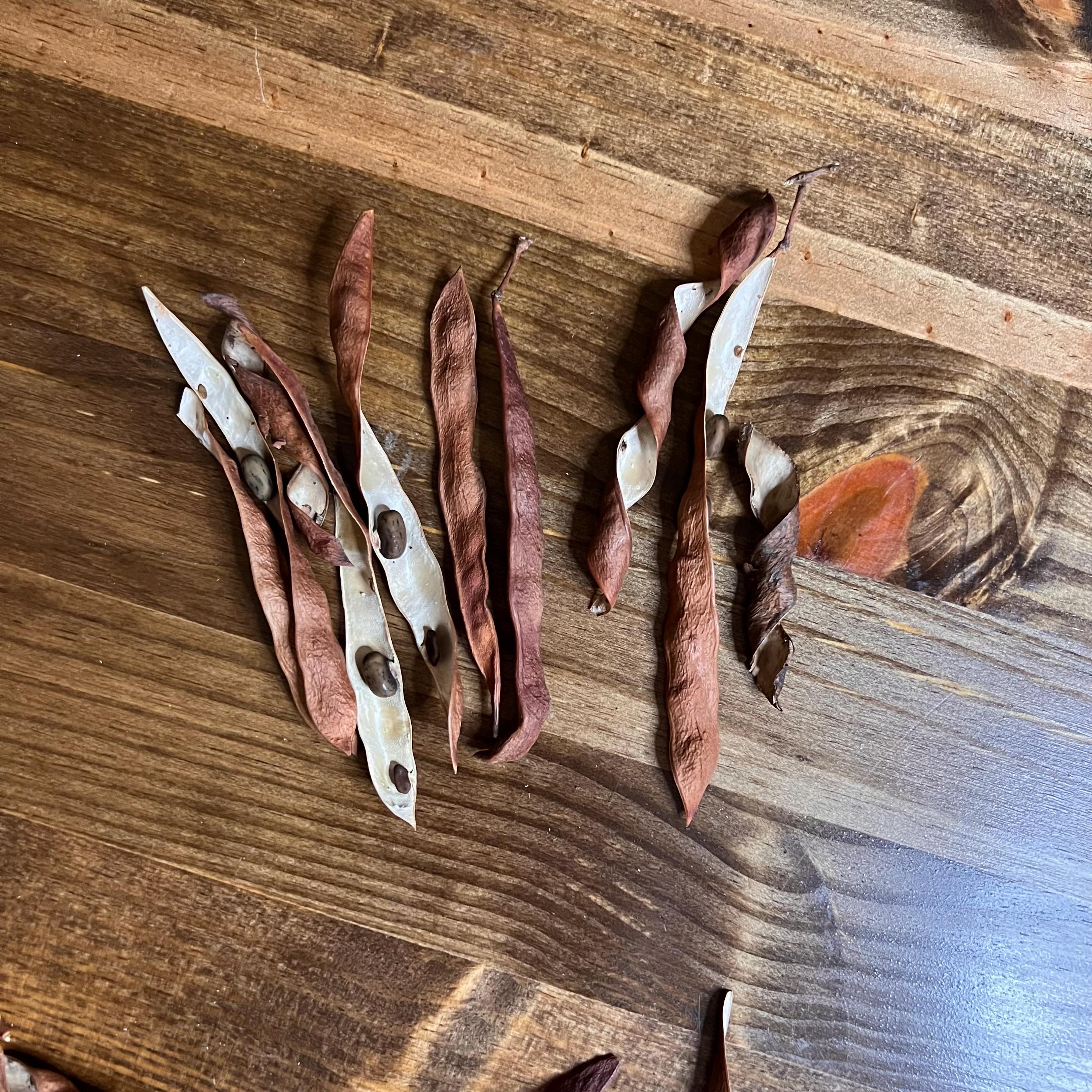 Dried Natural Wisteria Pods Floral Arrangement Wreath Making Etsy dried-natural-wisteria-pods-floral-arrangement-wreath-making-etsy