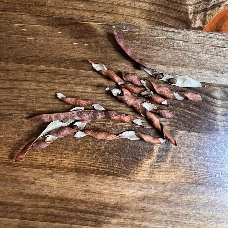Dried Natural Wisteria Pods Floral Arrangement Wreath Making Etsy dried-natural-wisteria-pods-floral-arrangement-wreath-making-etsy