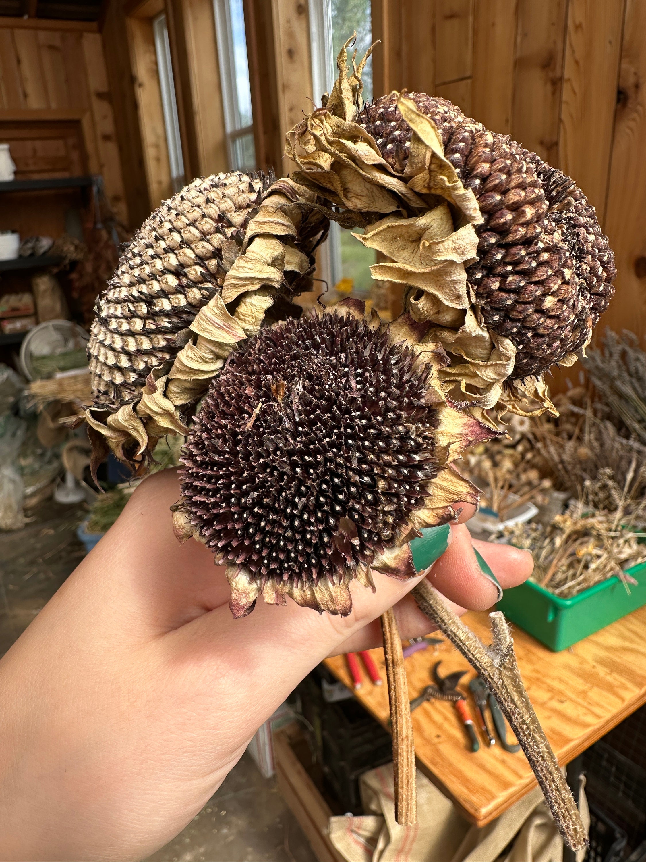 Organic Sunflower Seed Heads For Small Pets / Hamsters / Rats / Mice