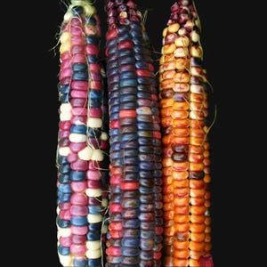 May include: Three ears of colourful corn with kernels in shades of red, blue, purple, white, and orange. The corn is displayed against a black background, showcasing the vibrant colours and textures of the kernels.