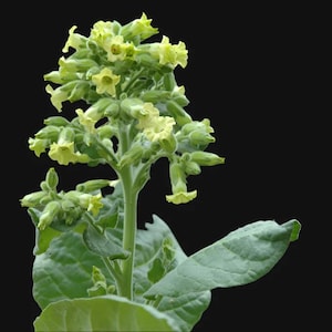 Peut inclure: Gros plan d'une plante de tabac avec des fleurs et des boutons vert clair. La plante a de grandes feuilles vertes et une tige verte épaisse. Le fond est noir uni, mettant en valeur les détails de la plante.