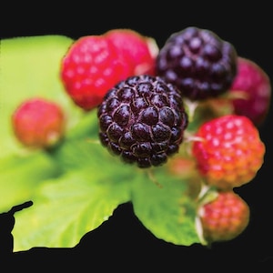 May include: A close-up shot of blackberries and raspberries. The blackberries are a deep purple, and the raspberries are various shades of red. The fruits are set against a backdrop of green leaves, with a dark background.