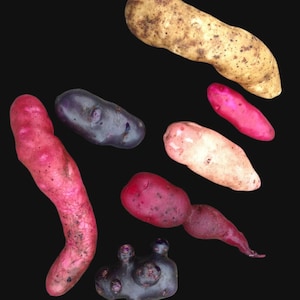 Peut inclure: Ensemble de trois mugs en céramique avec une finition mate et mouchetée. Les mugs sont de couleur crème, gris clair et gris foncé. Chaque mug a un design simple et minimaliste avec une anse arrondie.