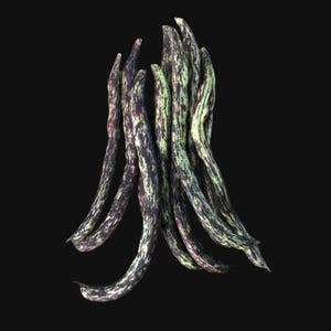 May include: A collection of fresh, speckled green beans against a black backdrop. The beans have a dark purple base colour with green and white streaks. The beans are curved and appear freshly picked.