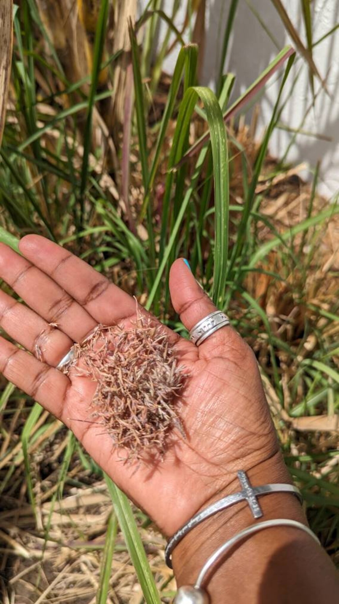 Lemon Grass Seeds Etsy