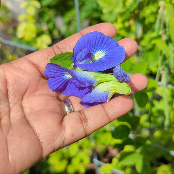 30 Blue butterfly peas seeds