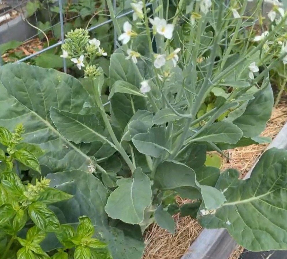 Yod Fah Chinese Broccoli Seeds Etsy