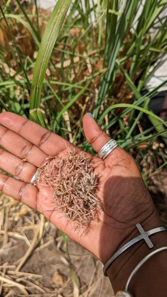 Lemon Grass Seeds Etsy