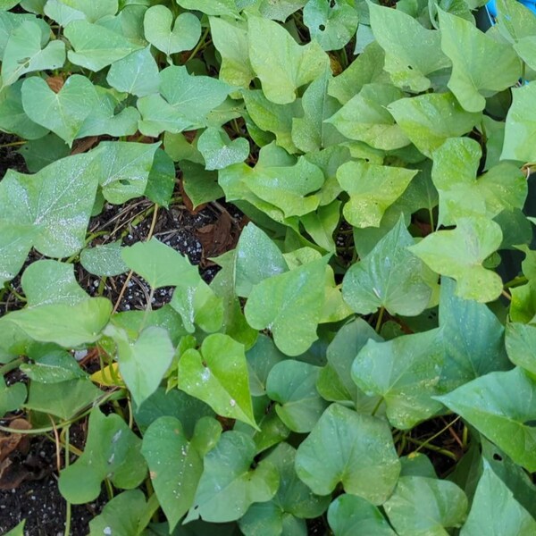 Sweet Potato Slips Etsy