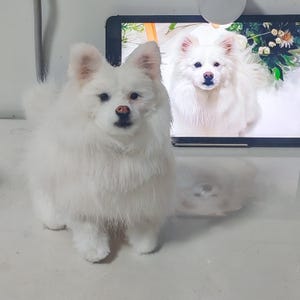 Custom Wool Pet Memorial: 3D Dog Figurine, Personalized Plush Sculpture