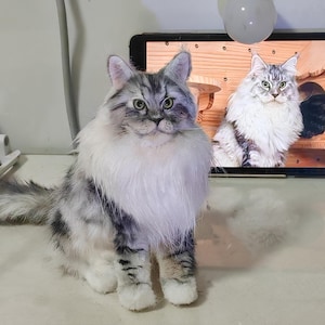 Peut inclure: Un chat en peluche gris et blanc de race Maine Coon avec une longue fourrure, assis sur une surface blanche. Le chat a une queue touffue et un col blanc autour du cou.