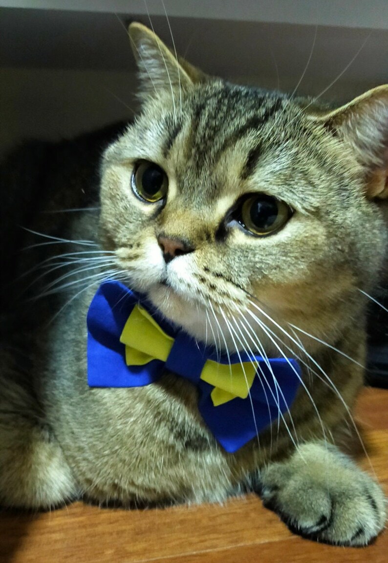 petsmart cat bow tie