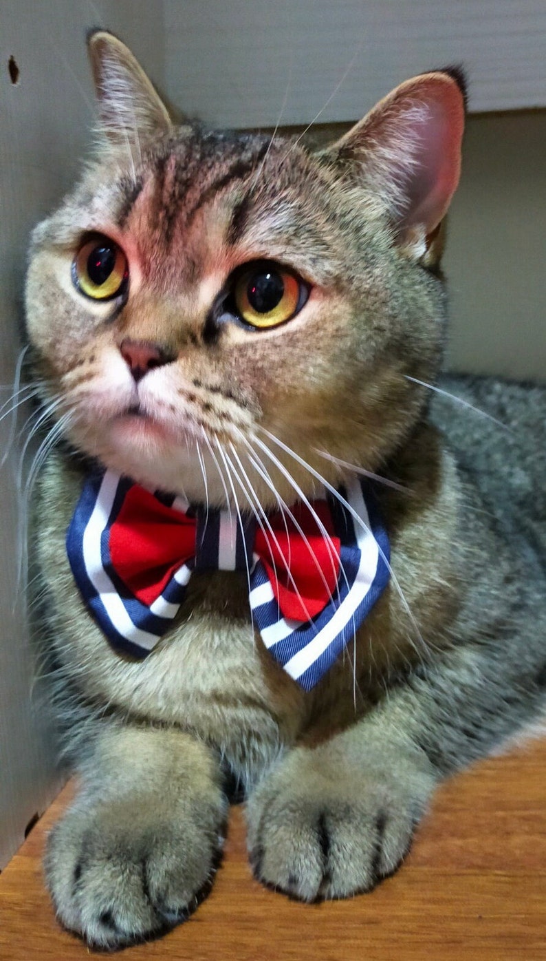 petsmart cat bow tie