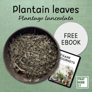 Organic Dried Plantain Leaf: Herbal Tea, Sustainably Sourced