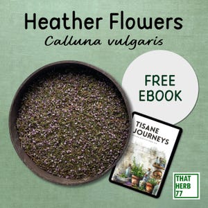 Dried Heather Flowers [Calluna vulgaris] | Best Quality | 100% Organic | GMO Free | Dried natural flowers | Herbal Tea | Sustainably Sourced