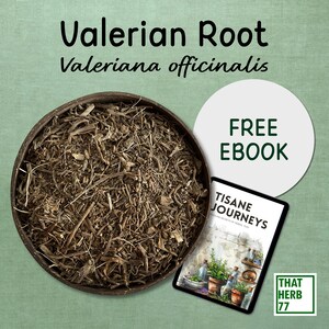 Valerian Root (Valeriana officinalis) | Best Quality | 100% Organic | Dried Root | Natural | Herbal Tea | Sustainably Sourced | Non-GMO
