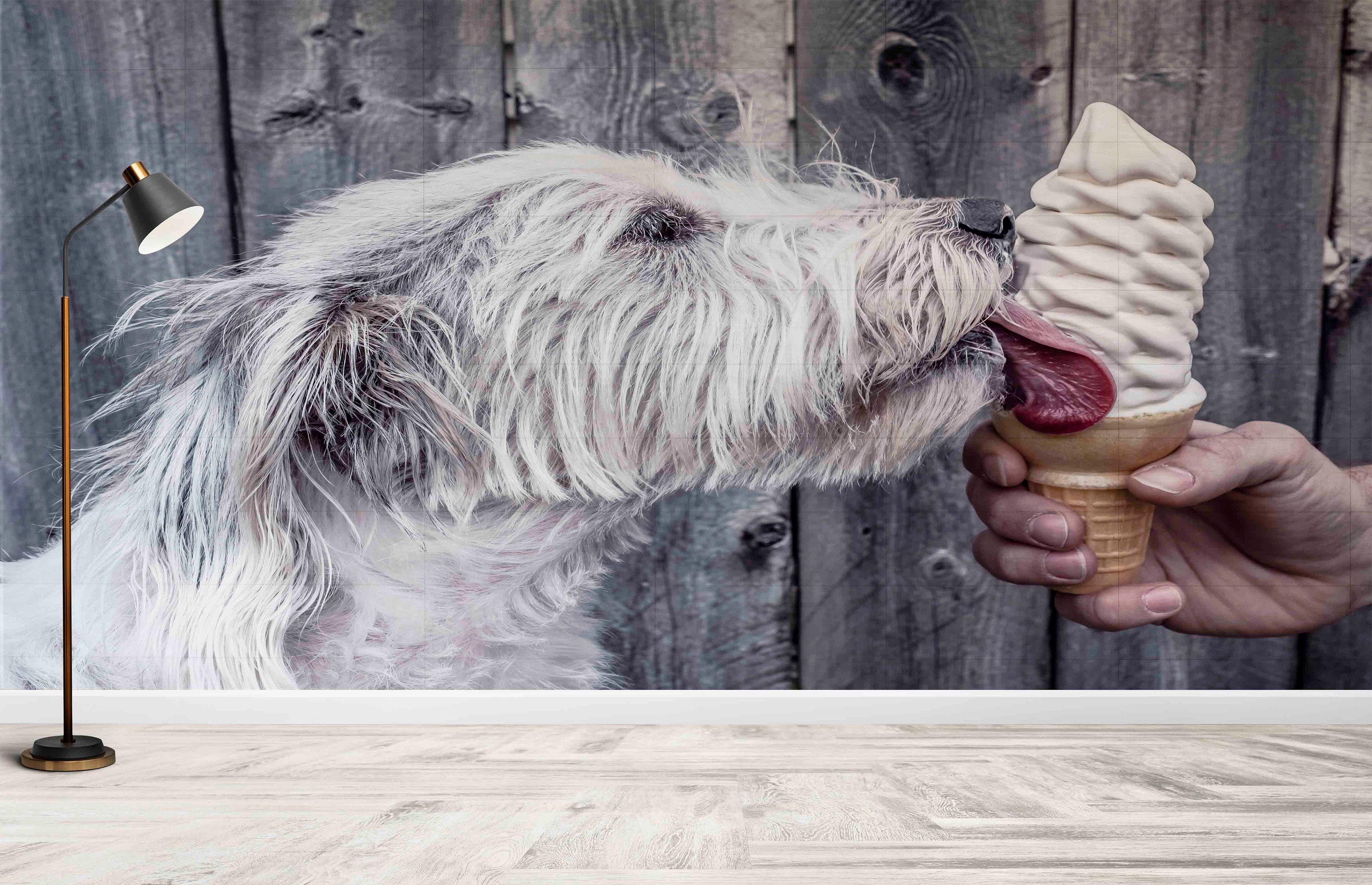 Are Ice Creams Bad For Dogs