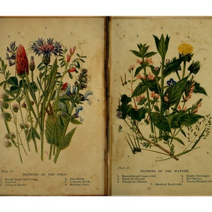 DIGITAL Vintage Botanical Junk Journal Ephemera - Digital Botanical Collage Sheet Download
