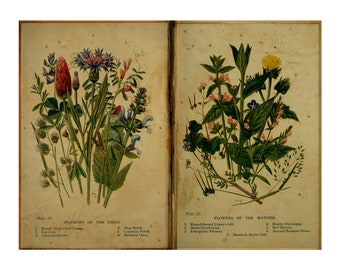 Lámina imprimible de efímeros florales vintage, hoja de collage para diario botánico