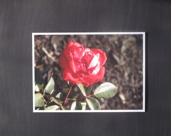 Fine Art Print, Original Photograph, 5"x7", Matte