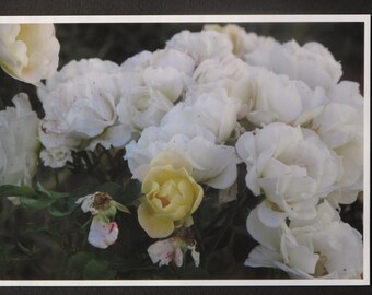 Fine Art Print, Original Photograph, 5"x7", Matte