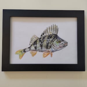 Painting of European Perch Fish on Paper