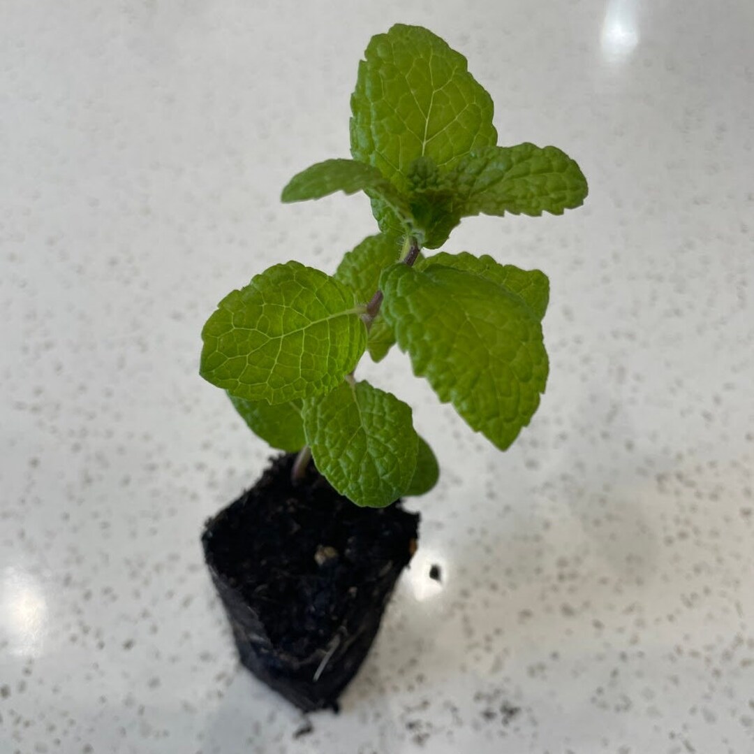 Kentucky Colonel Mint Organic Live Starter Plant Etsy