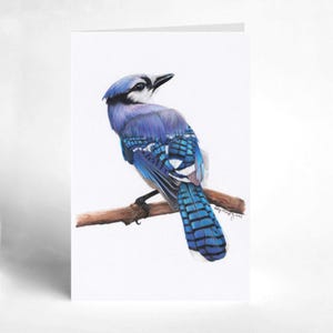 Geai bleu - Carte de voeux vierge (4 x 6 po.)