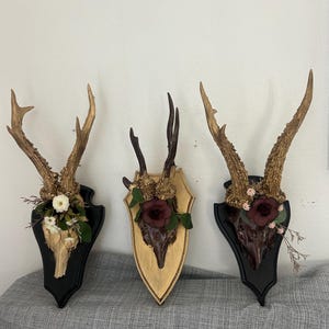 Peut inclure: Trois trophées de bois de cerf sur des plaques en bois. Le support gauche a des bois dorés, des fleurs blanches et une plaque noire. Le support central a des bois sombres, une rose rouge foncé et une plaque en bois clair. Le support droit a des bois dorés, une rose rouge foncé et une plaque noire.