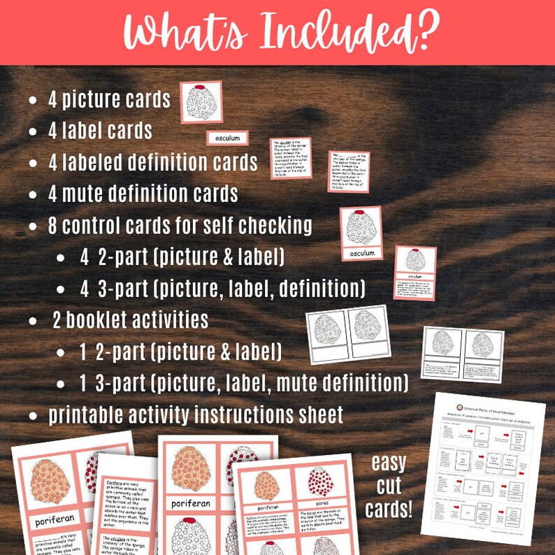 Parts of Sponge Invertebrate Cards Printable Booklet Porifera