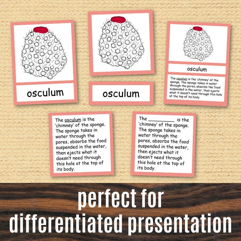 Parts of Sponge Invertebrate Cards Printable Booklet Porifera